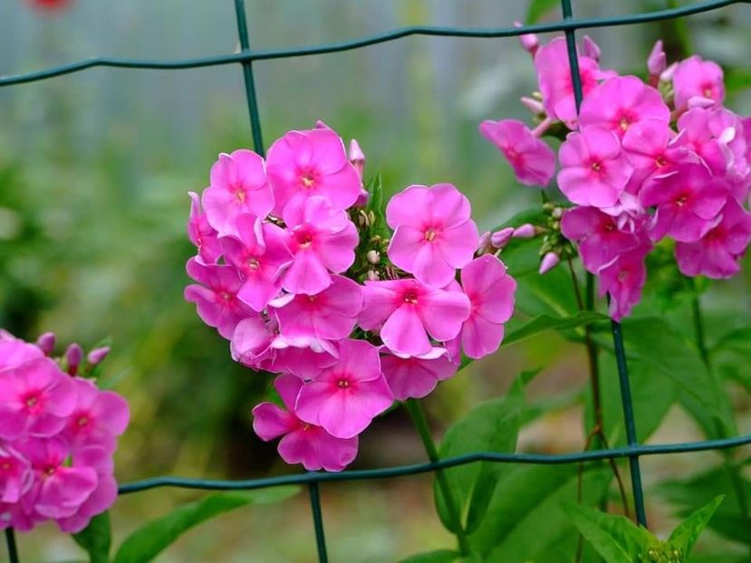  - Florile mele