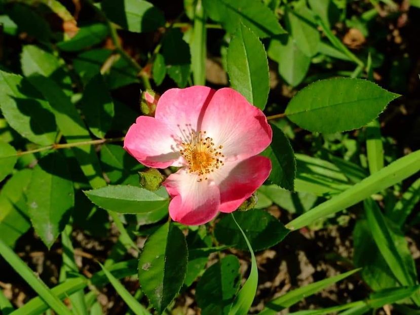  - Florile mele