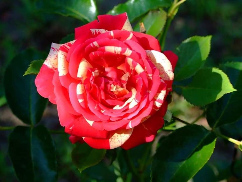  - Florile mele