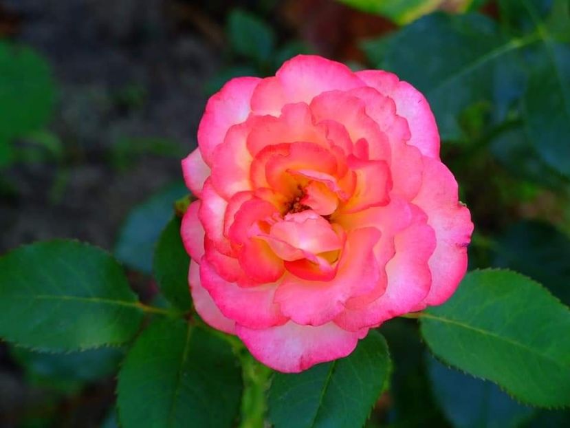  - Florile mele