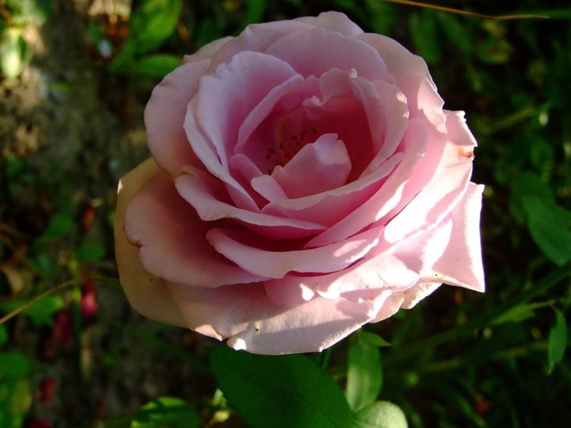  - Florile mele