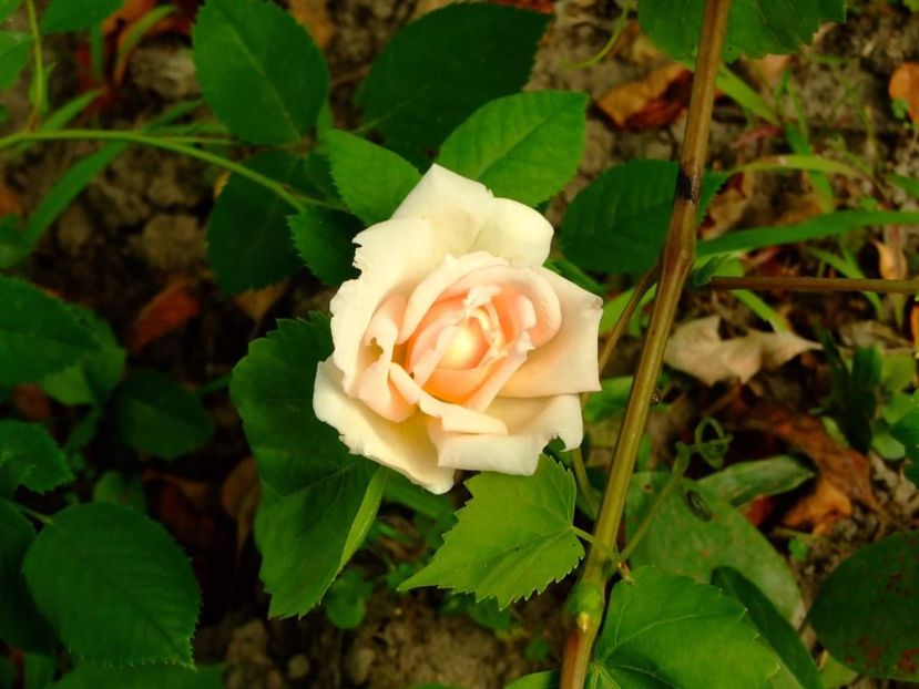 - Florile mele