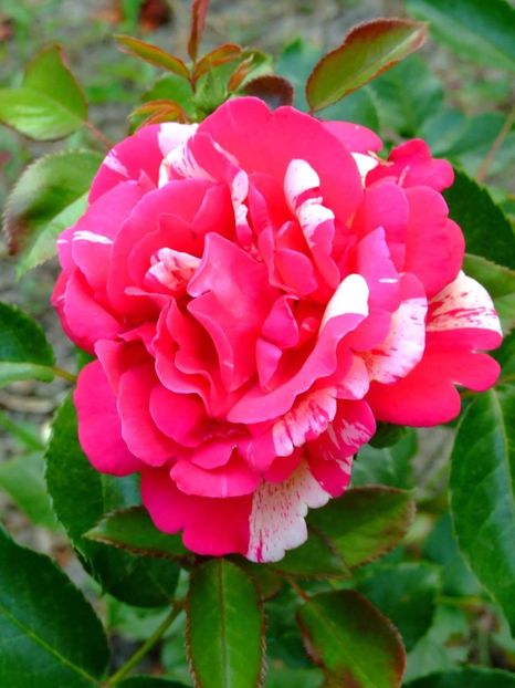  - Florile mele