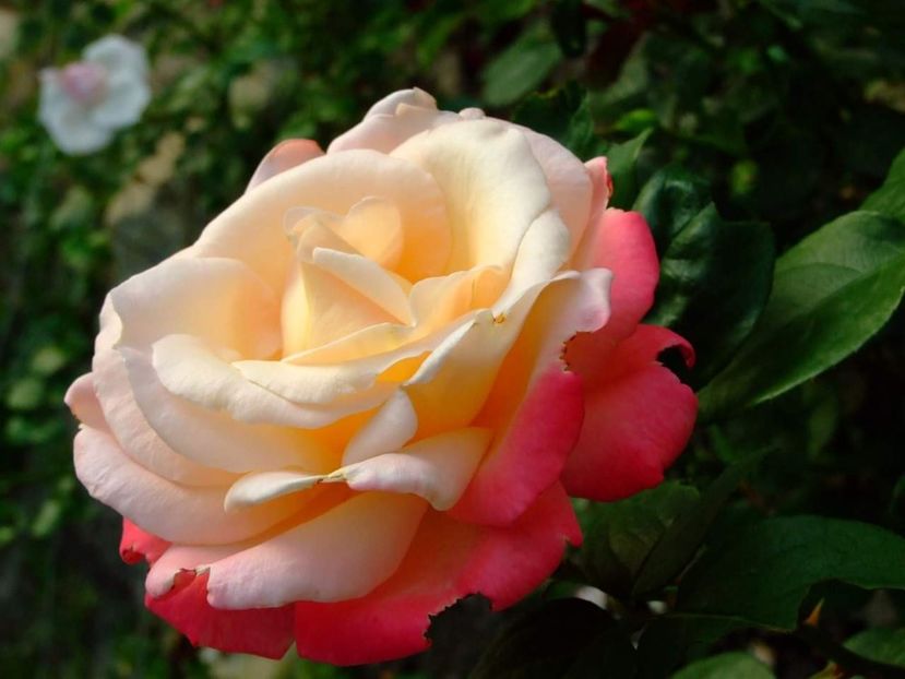  - Florile mele