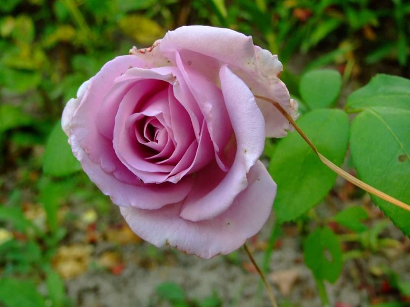  - Florile mele