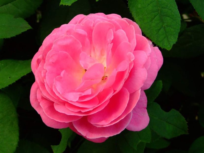  - Florile mele
