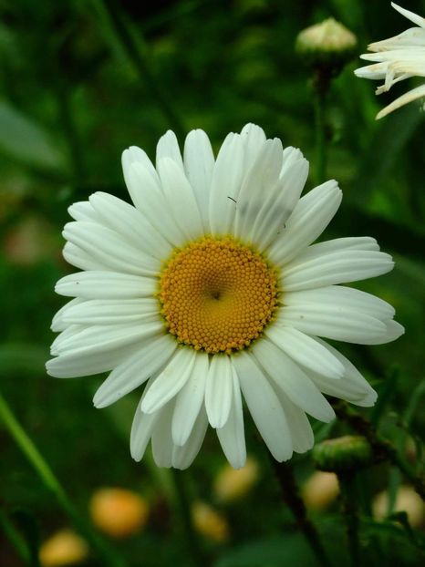  - Florile mele
