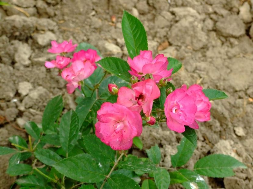  - Florile mele