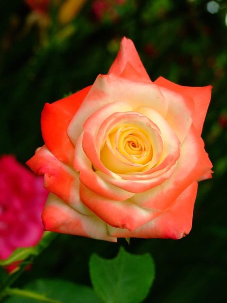  - Florile mele