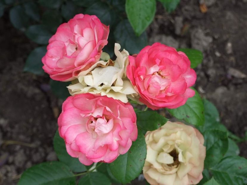  - Florile mele