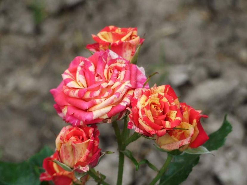  - Florile mele