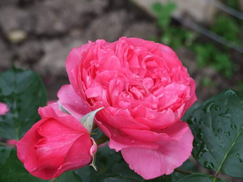  - Florile mele