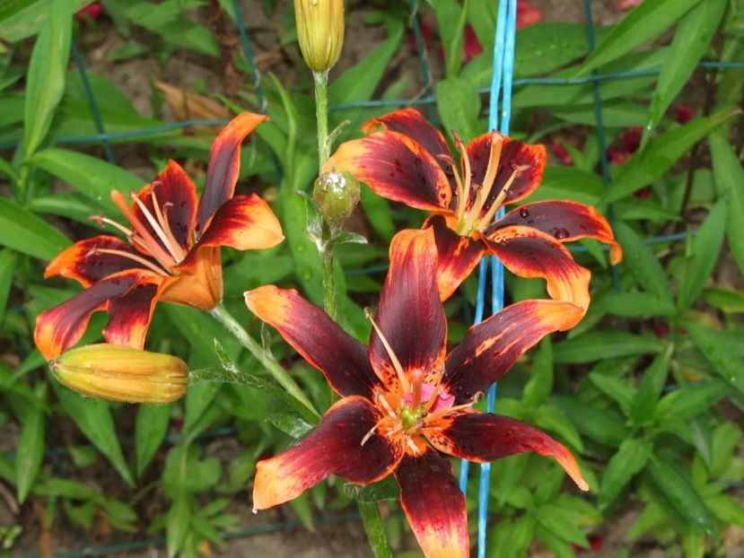  - Florile mele