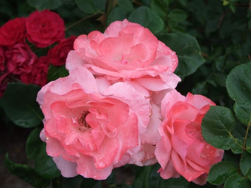  - Florile mele