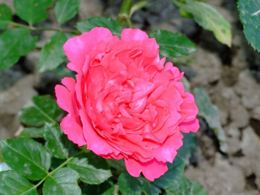  - Florile mele