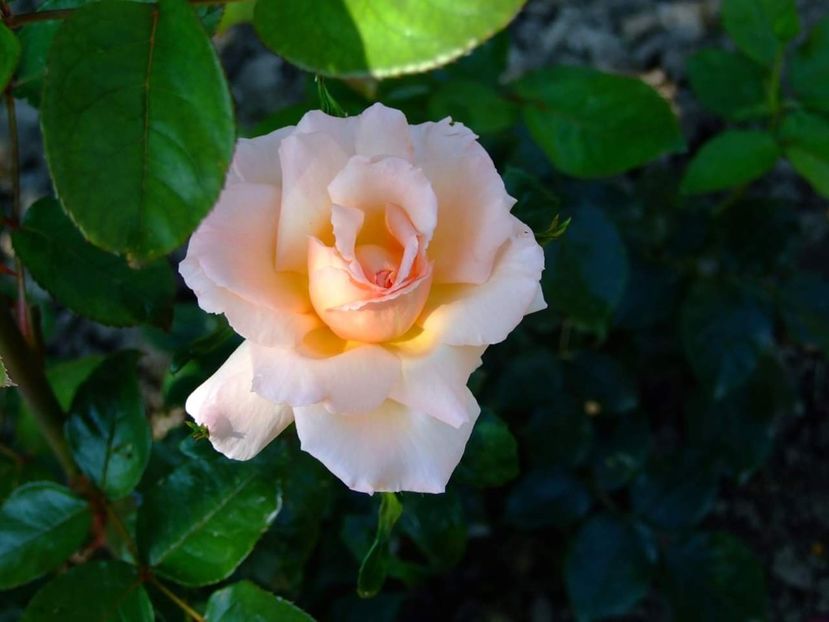  - Florile mele