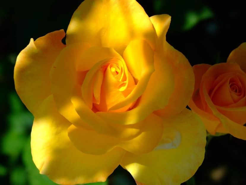  - Florile mele