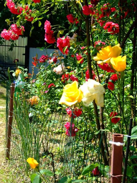  - Florile mele