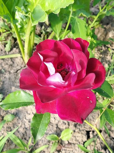  - Florile mele