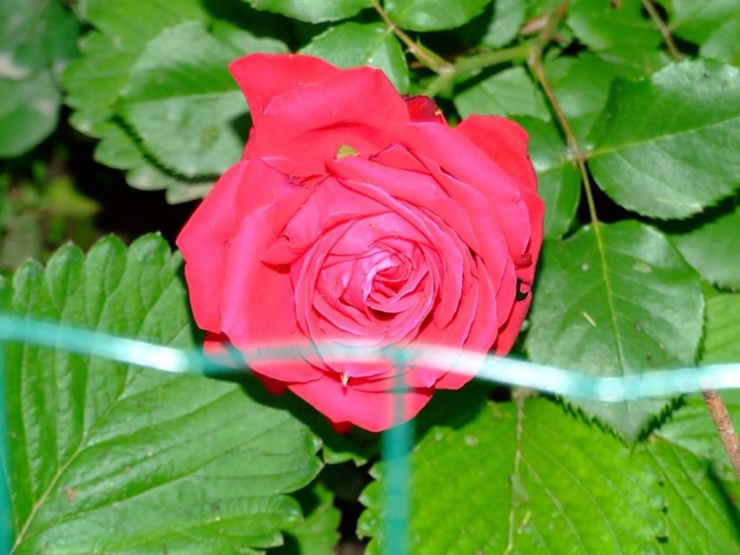  - Florile mele
