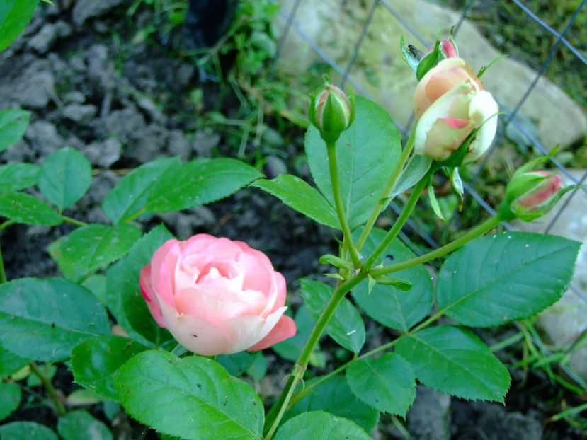  - Florile mele