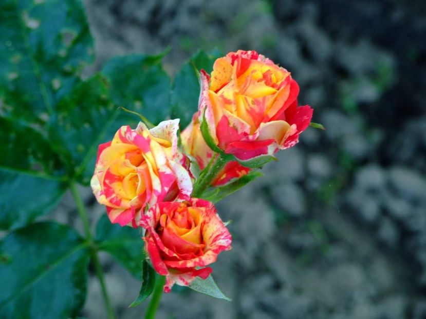  - Florile mele