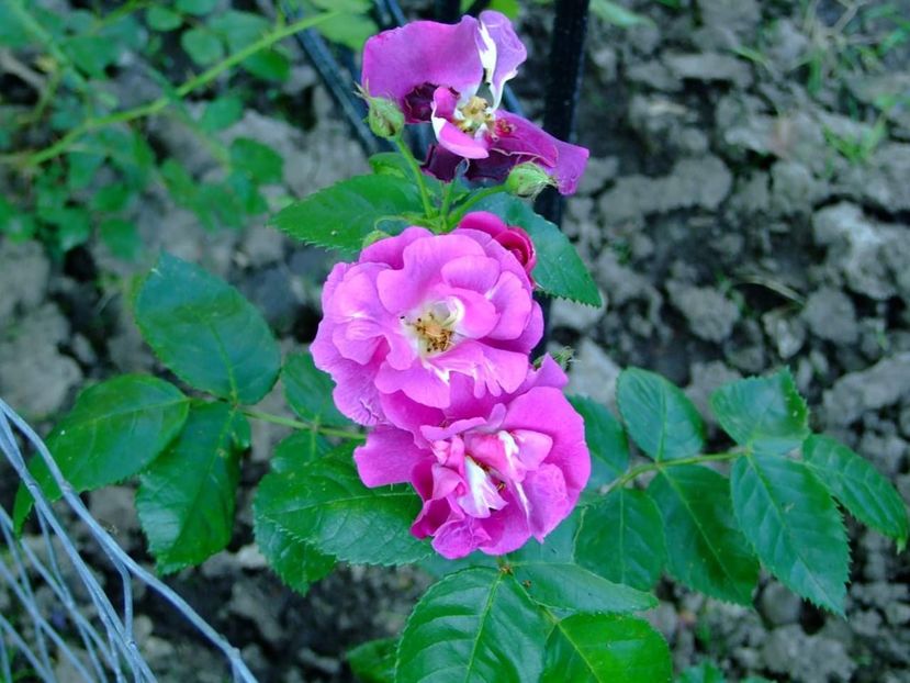  - Florile mele