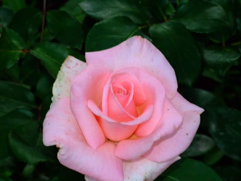  - Florile mele
