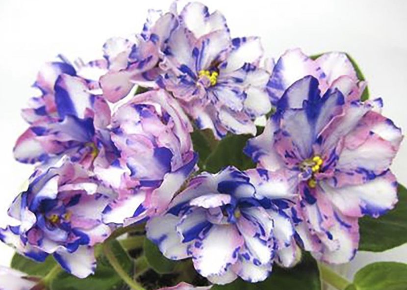 MK Weter Peremen - AA Album chimere