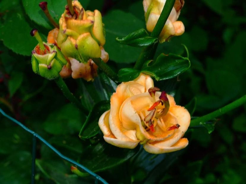  - Florile mele
