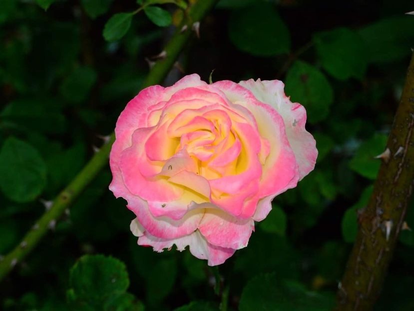  - Florile mele