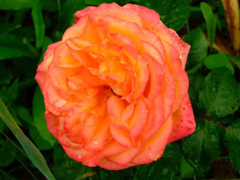 - Florile mele