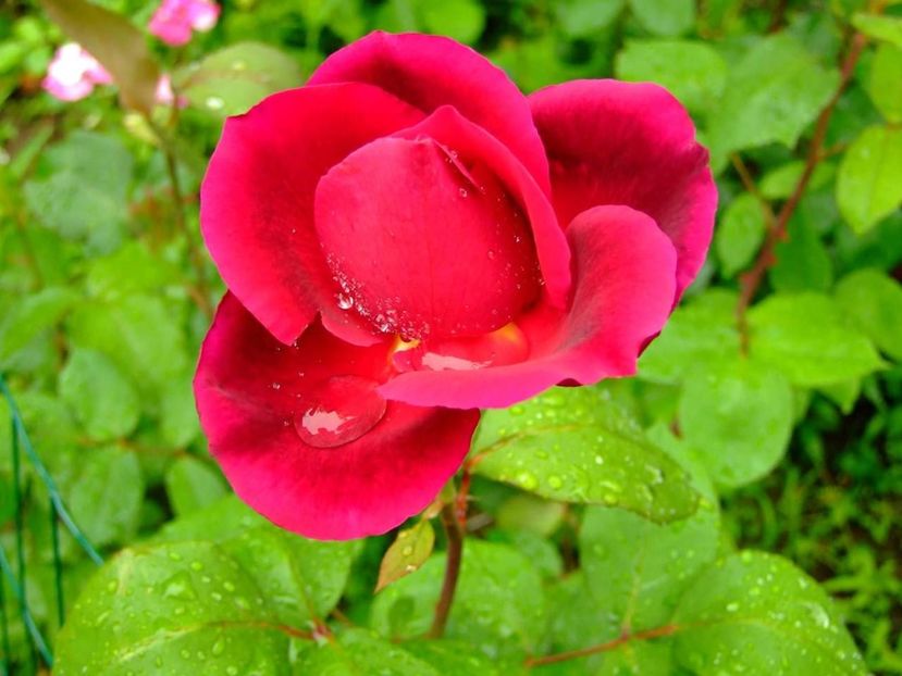  - Florile mele