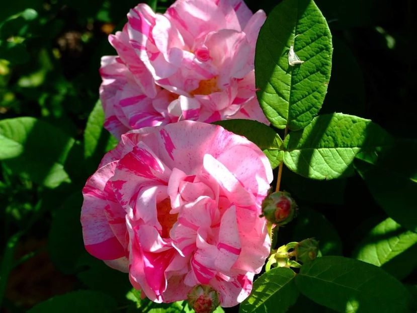  - Florile mele