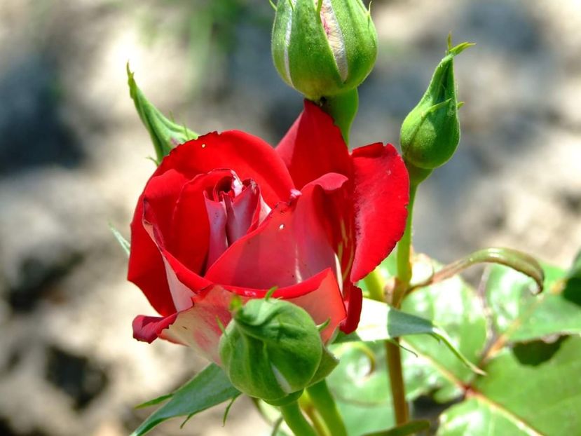 - Florile mele