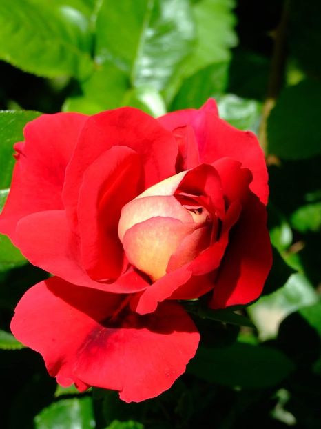  - Florile mele