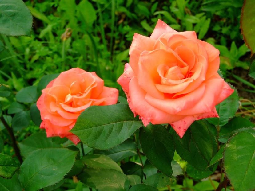  - Florile mele