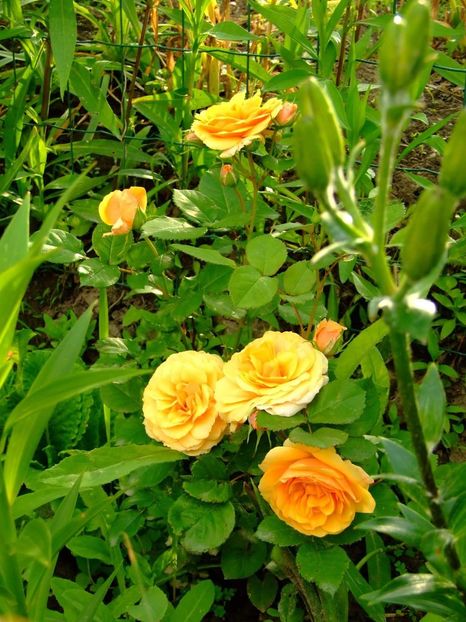  - Florile mele