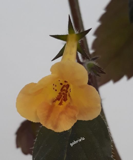 Yellow Beauty - Yellow Beauty