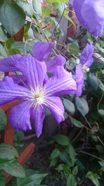  - 2019 CLEMATIS