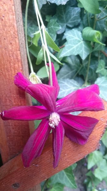  - 2019 CLEMATIS