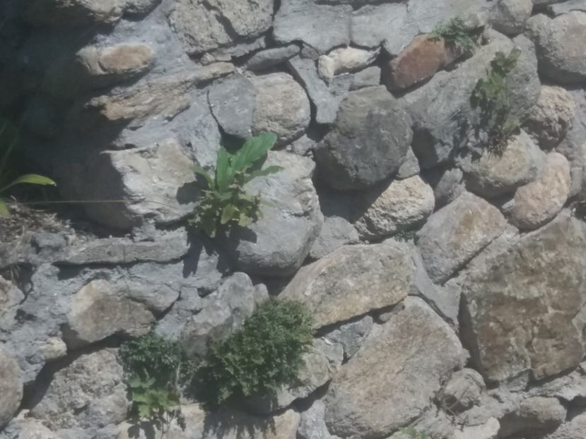  - Sarmizegetusa iulie 2019