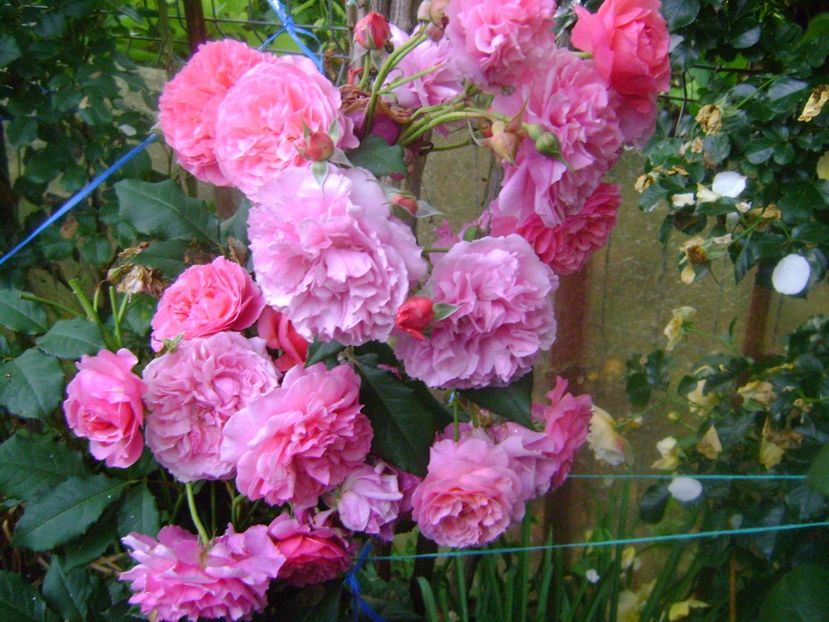  - Festival des jardins de chaumont 2019