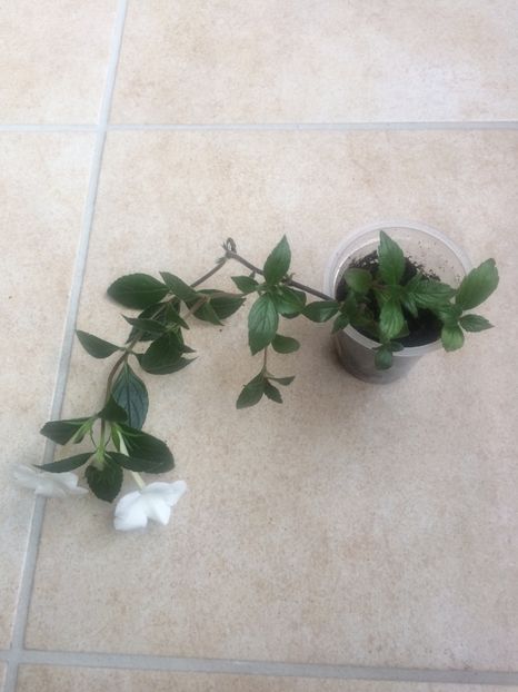 Jee Dee Large White - Renunț