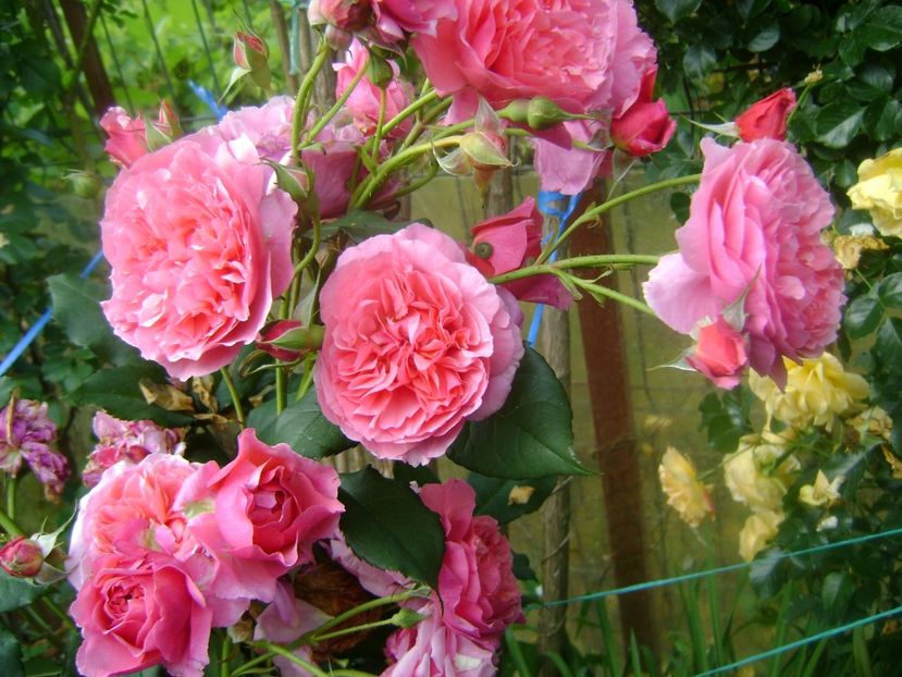  - Festival des jardins de chaumont 2019