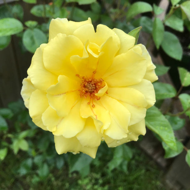  - Jurnalul gradinii 2019