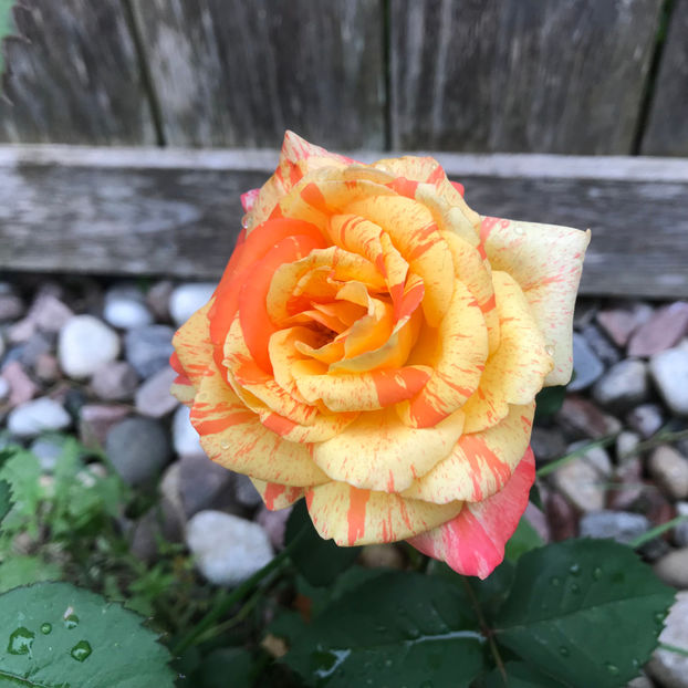  - Jurnalul gradinii 2019