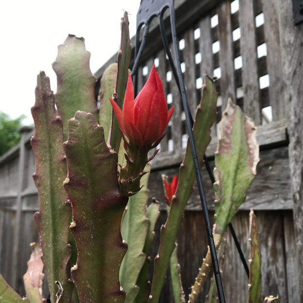  - Jurnalul gradinii 2019