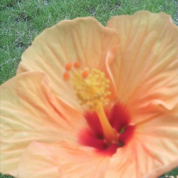  - HIBISCUSI - 2019_2021-2022-2023