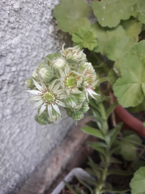  - Grădina 2019